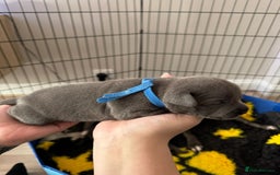 Staffordshire Bull Terrier dogs for sale: 🐶 KC Reg Staffordshire Bull Terrier Puppies 🐶 - Image 8