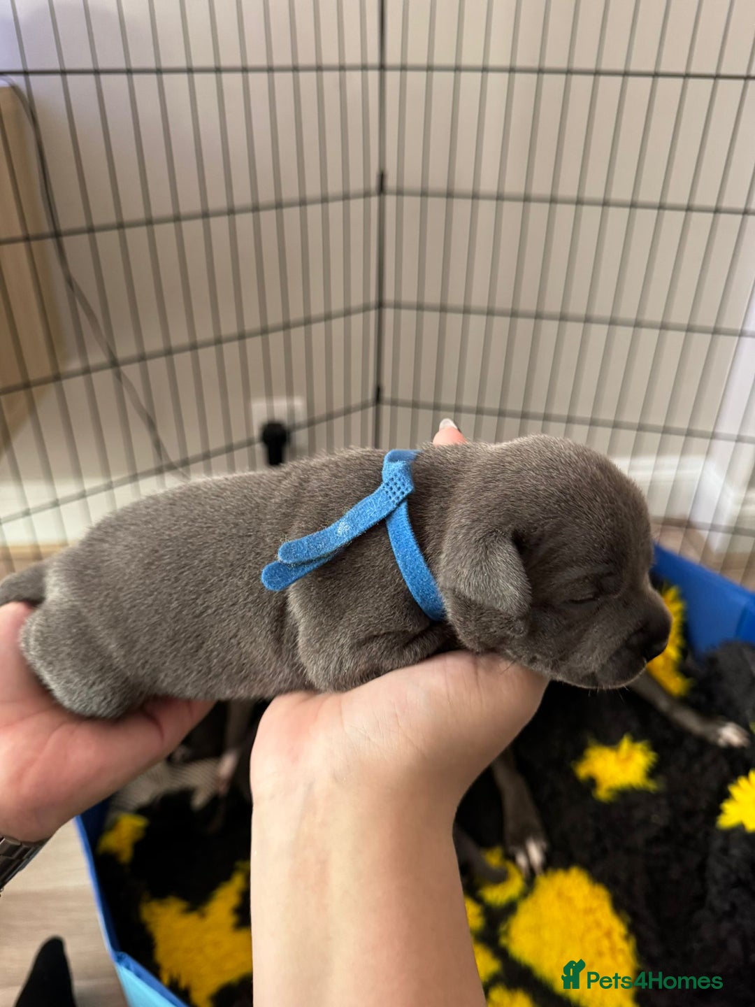 Staffordshire Bull Terrier dogs for sale: 🐶 KC Reg Staffordshire Bull Terrier Puppies 🐶 - Image 8