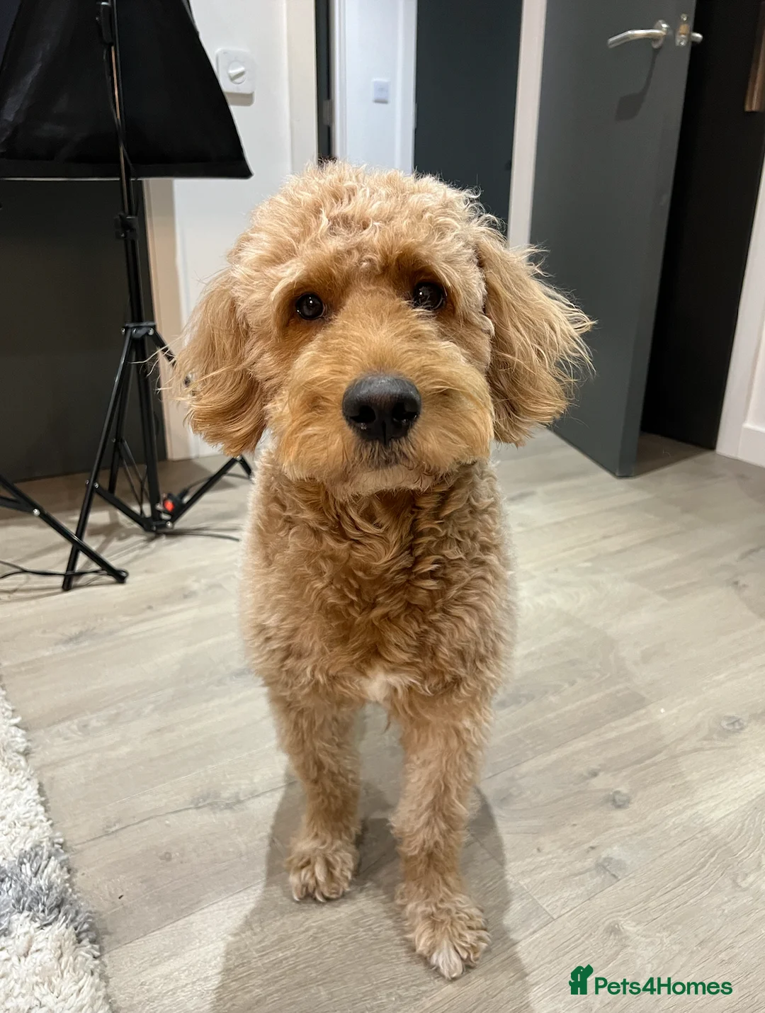 Goldendoodle dogs for stud: Proven Miniature Goldendoodle Stud – Noah 🐾 in London - Advert 10