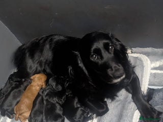 Cocker Spaniel dogs Working Cocker Spaniel Puppies - Advert 1