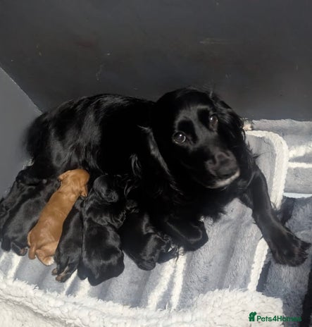 Cocker Spaniel dogs Working Cocker Spaniel Puppies - Advert 1