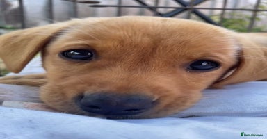 Labrador Retriever dogs - Advert 10