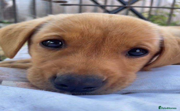 Labrador Retriever dogs - Advert 15