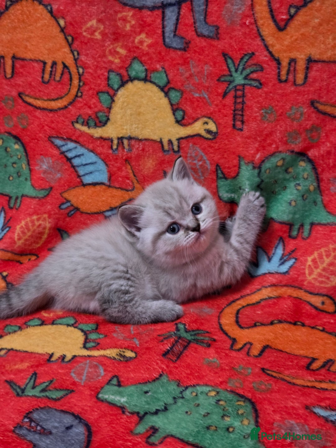 Scottish Fold cats for sale: Scottish Fold/Straight Kittens For Sale  - Image 13
