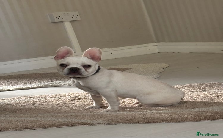 French Bulldog dogs - Advert 11