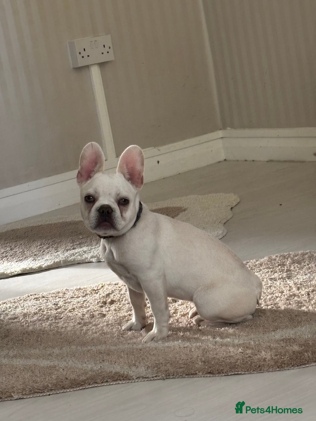 French Bulldog dogs for sale: French bulldog puppie - Image 1