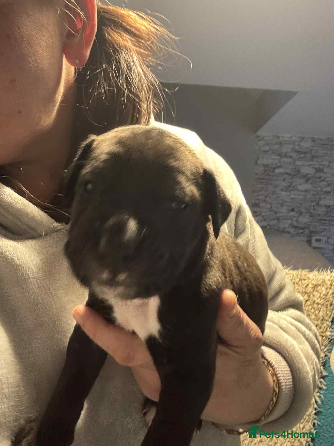 Mixed Breed dogs for sale: Cane corso puppys - Advert 29