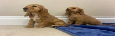Cocker Spaniel 3