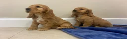 Cocker Spaniel dogs for sale: Adorable golden and balck and tan cocker spaniels  in Llanon - Advert 2