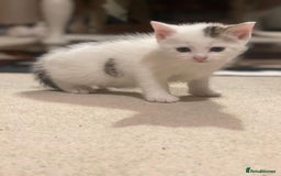 Mixed Breed cats for sale: Female kitten  - Image 1