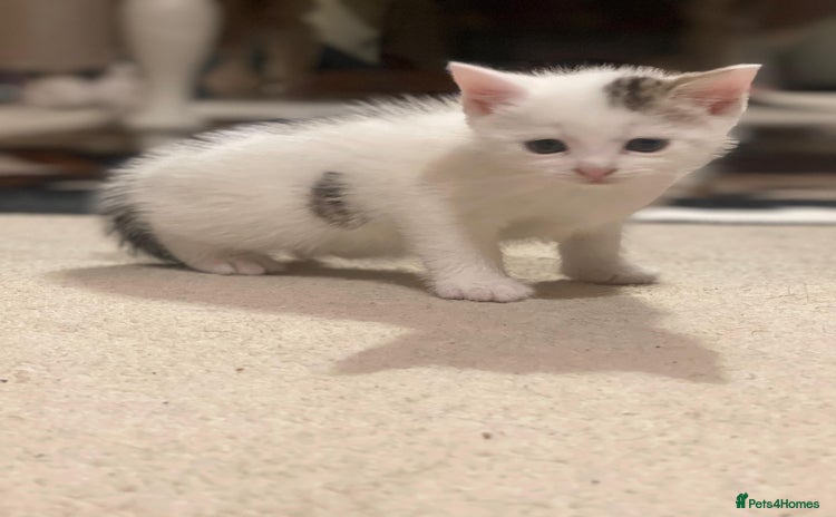 Mixed Breed cats - Advert 1