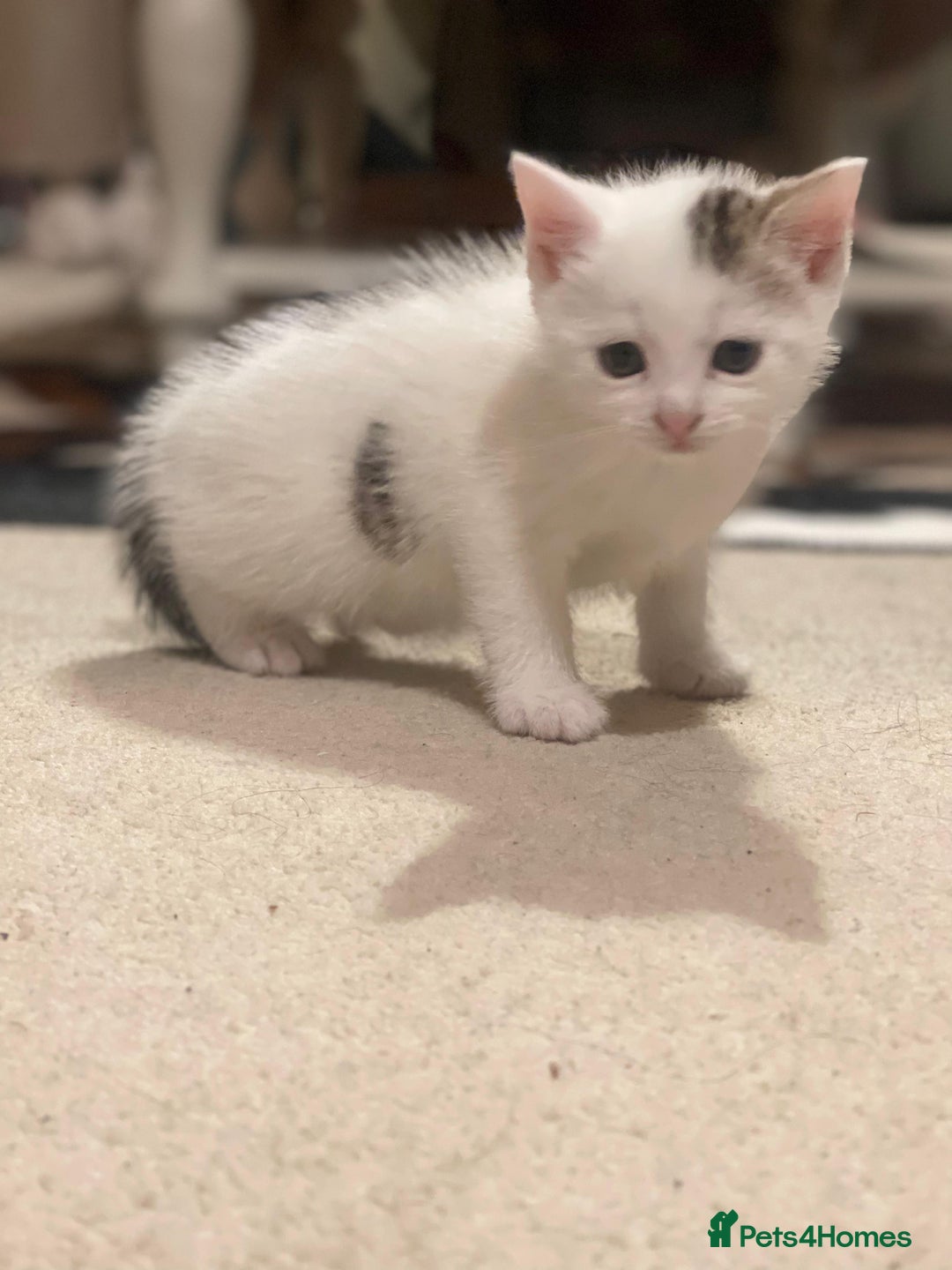 Mixed Breed cats for sale: Female kitten  - Image 1