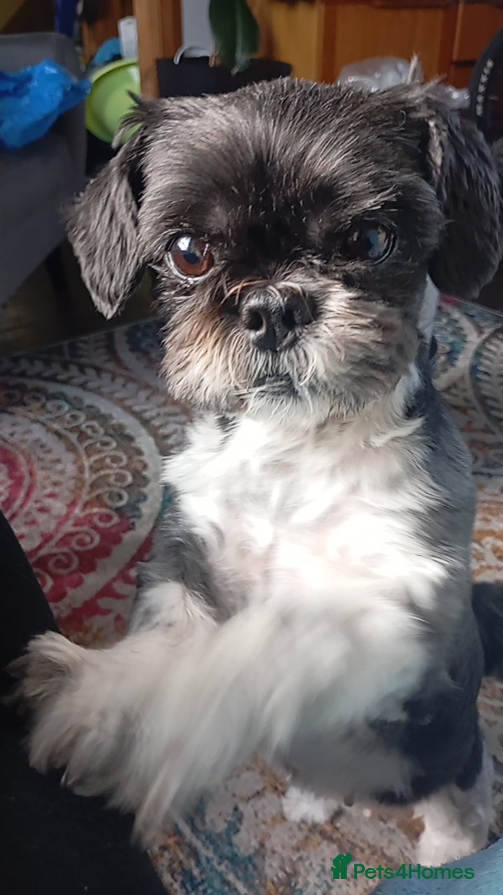 Shih Tzu dogs for sale: Shih Tzu Puppies From Small Imperial-Type Mum - Advert 1