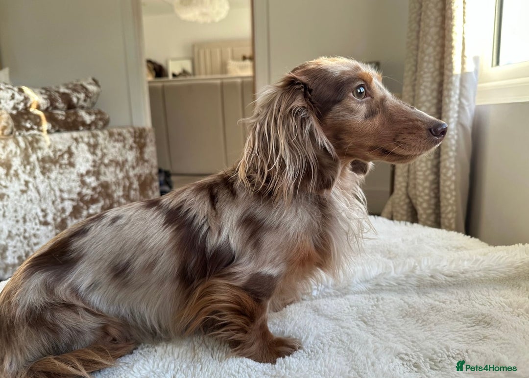 Miniature Dachshund dogs for sale: Miniature Dachshund  - Advert 3