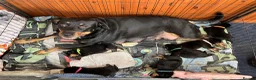 Mixed Breed dogs for sale: Rottweiler Doberman mix in Berwick-upon-Tweed - Advert 14