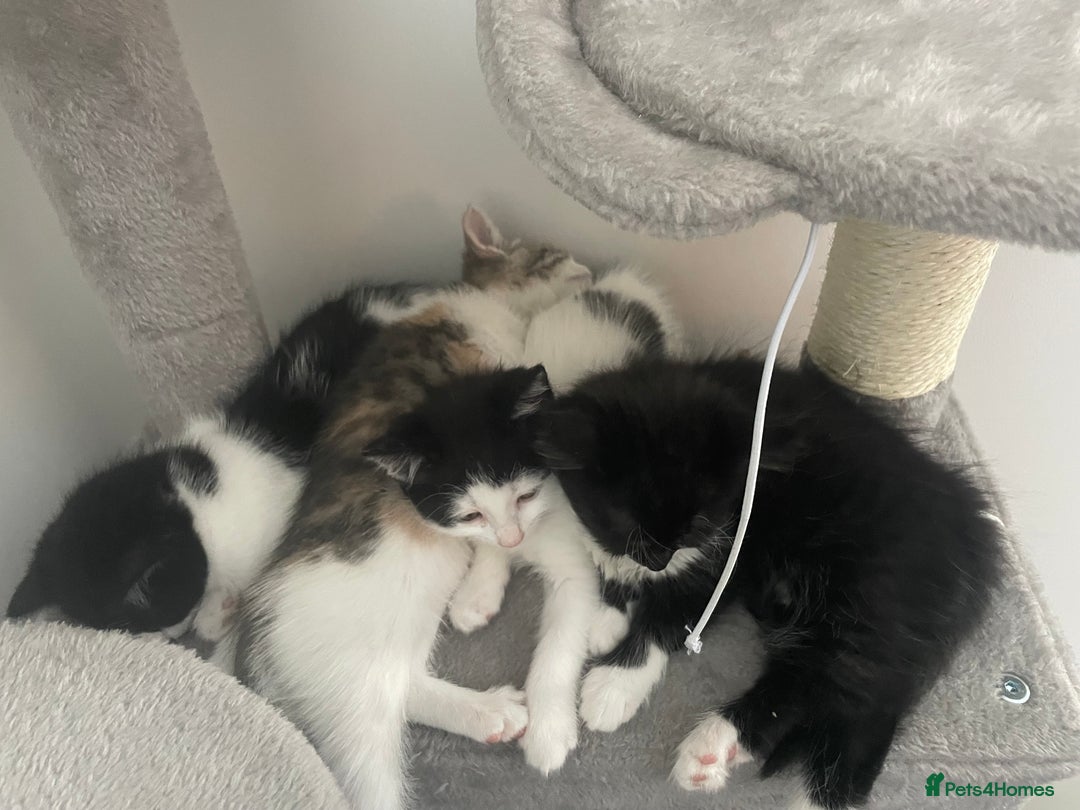 Domestic Shorthair cats for sale: Last lovely little female kitten - Image 3