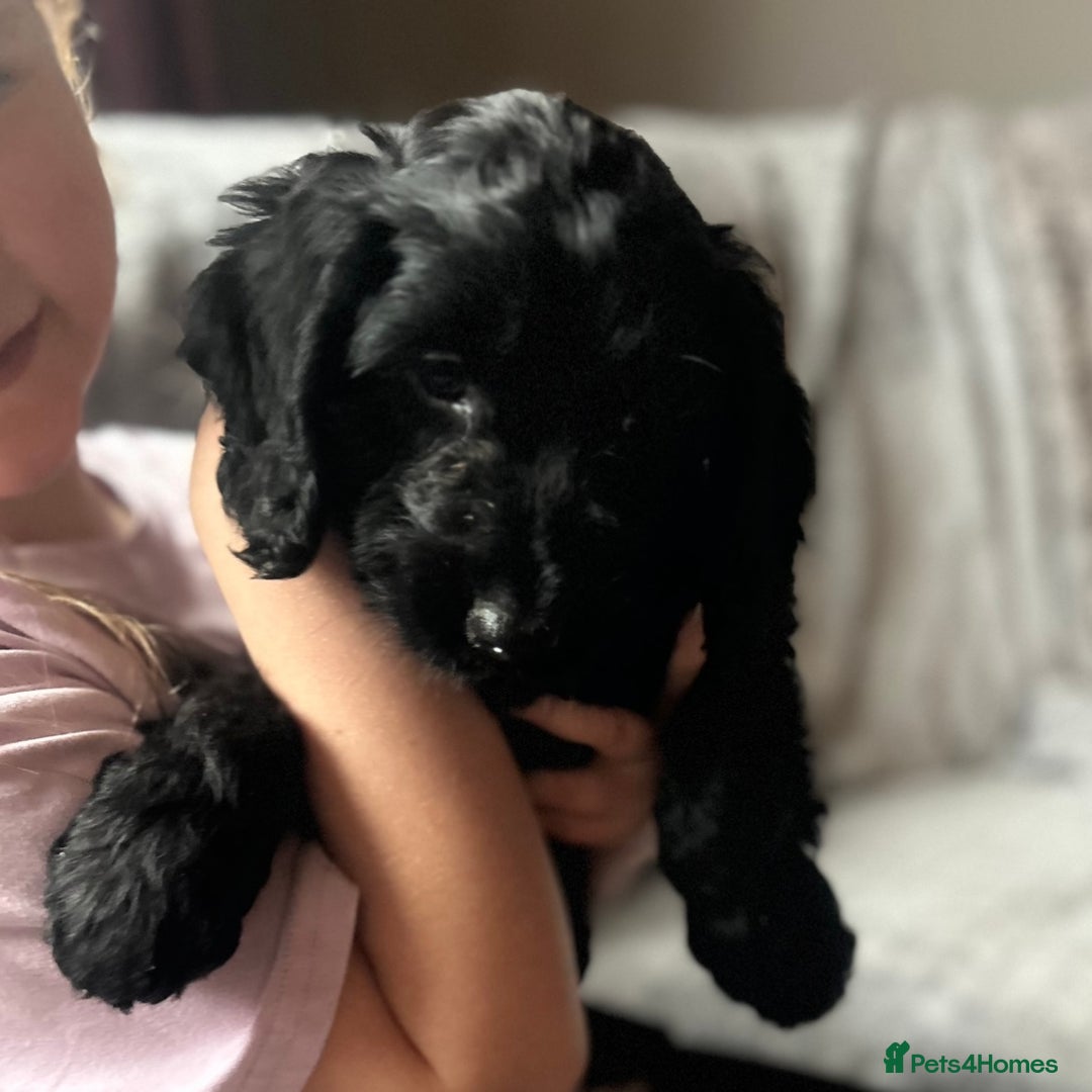 Cockapoo dogs for sale: Cockapoo Puppies - Advert 4