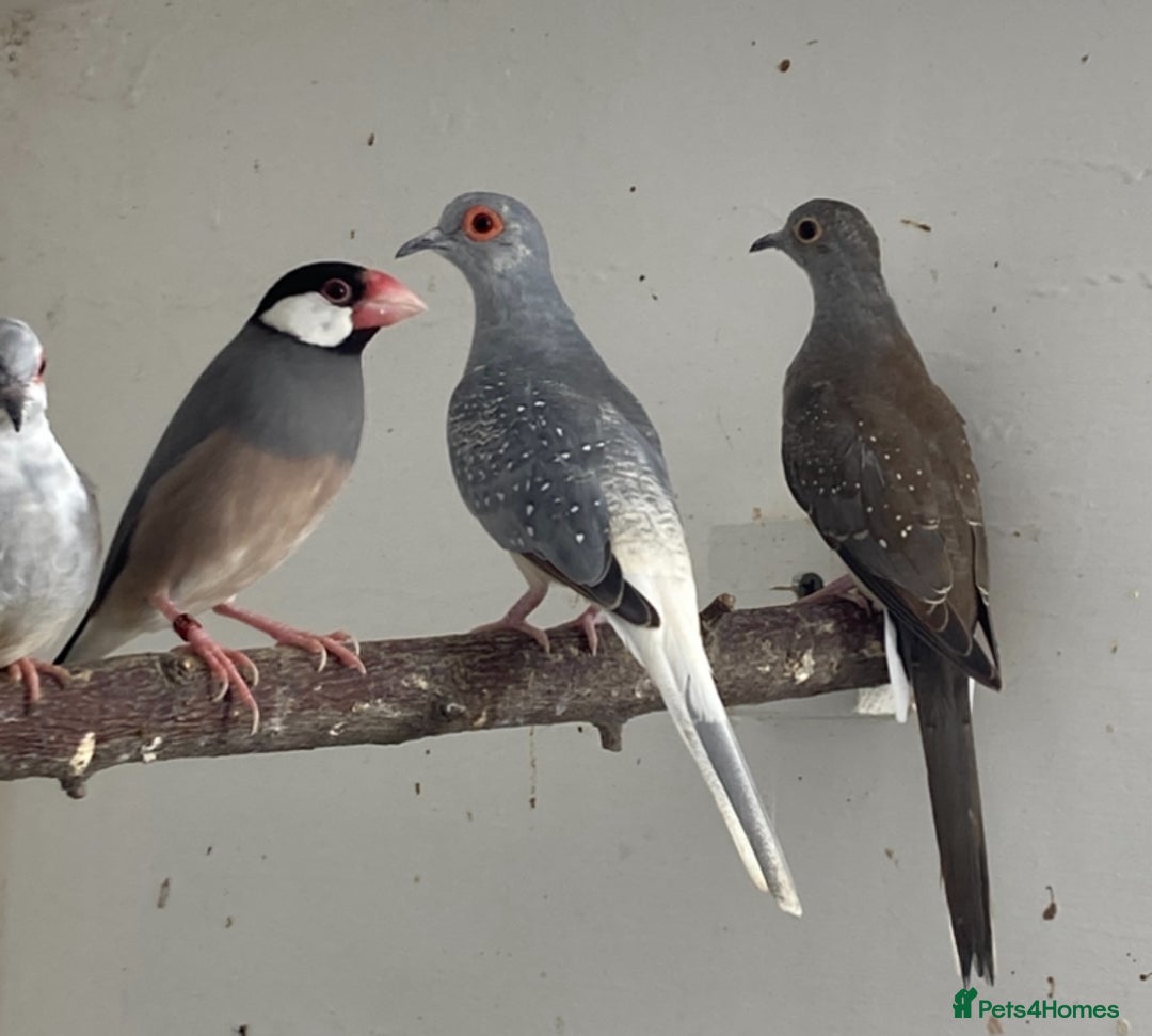 Finches birds for sale: Star finch, Bengalese, Gouldian,  zebra, Java spar - Advert 9