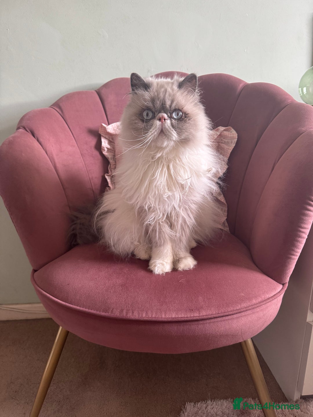 Persian cats for sale: Persian cat - Image 3