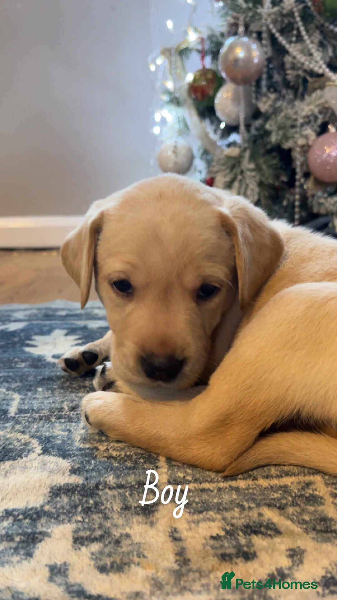 Labrador Retriever dogs for sale: Puppies for sale  - Advert 7