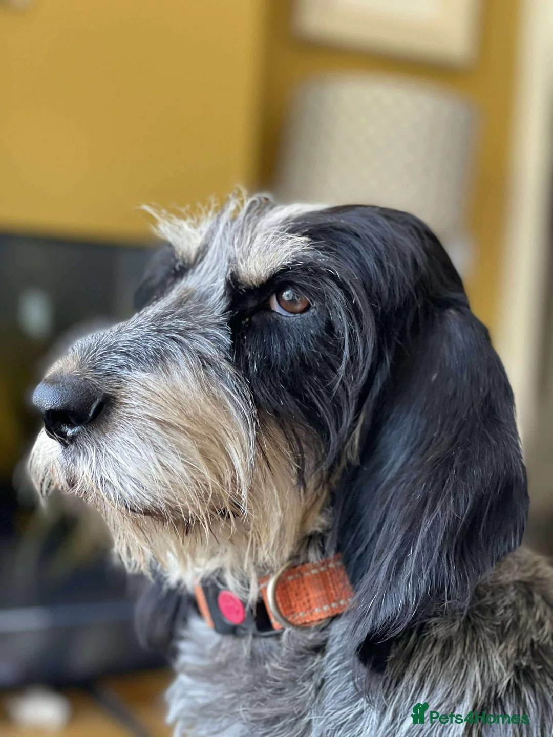 Mixed Breed dogs for adoption: Lovely Ember - looking for her forever home - Advert 1