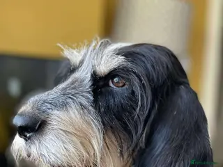 Mixed Breed dogs Lovely Ember - looking for her forever home - Advert 1