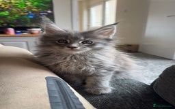 Maine Coon cats for sale: maine coon kittens  - Image 2