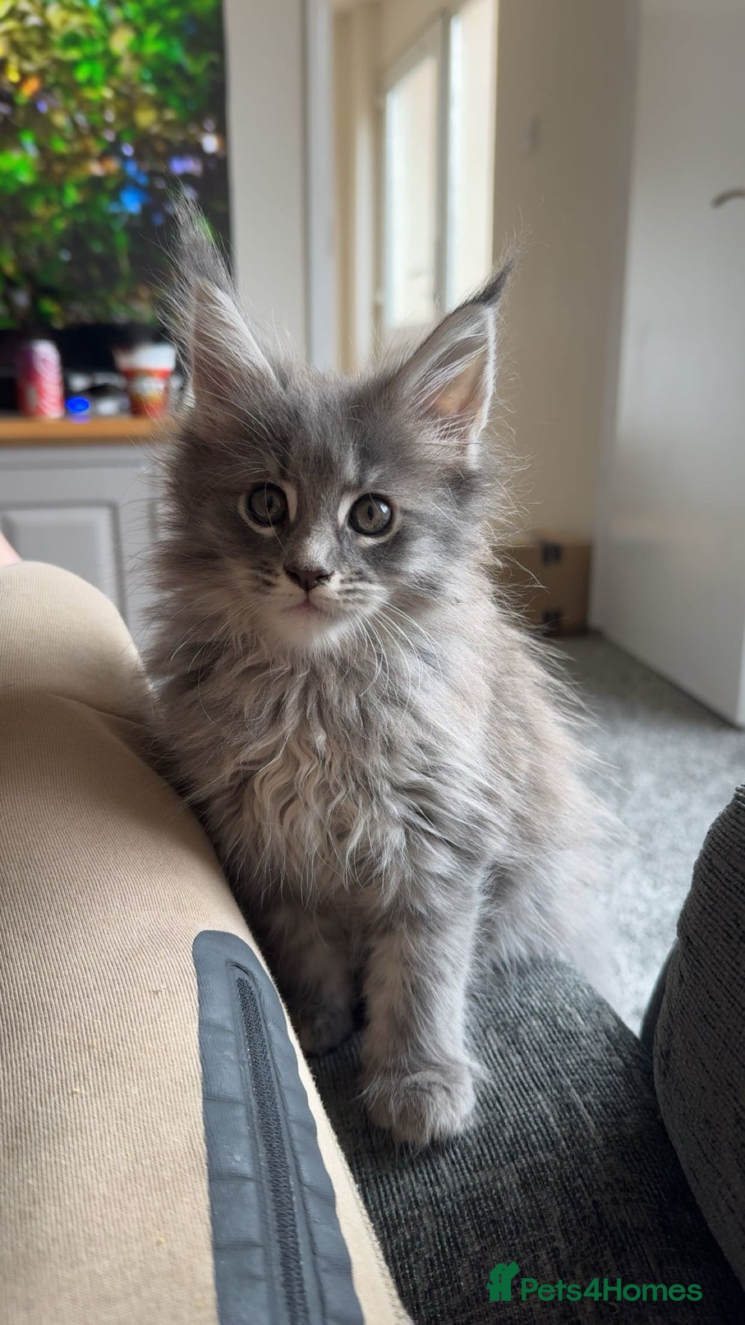 Maine Coon cats for sale: maine coon kittens  - Image 2