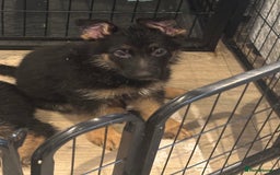 German Shepherd dogs for sale: *NOW REDUCED* German Shepherd Puppies in Grimsby - Image 22