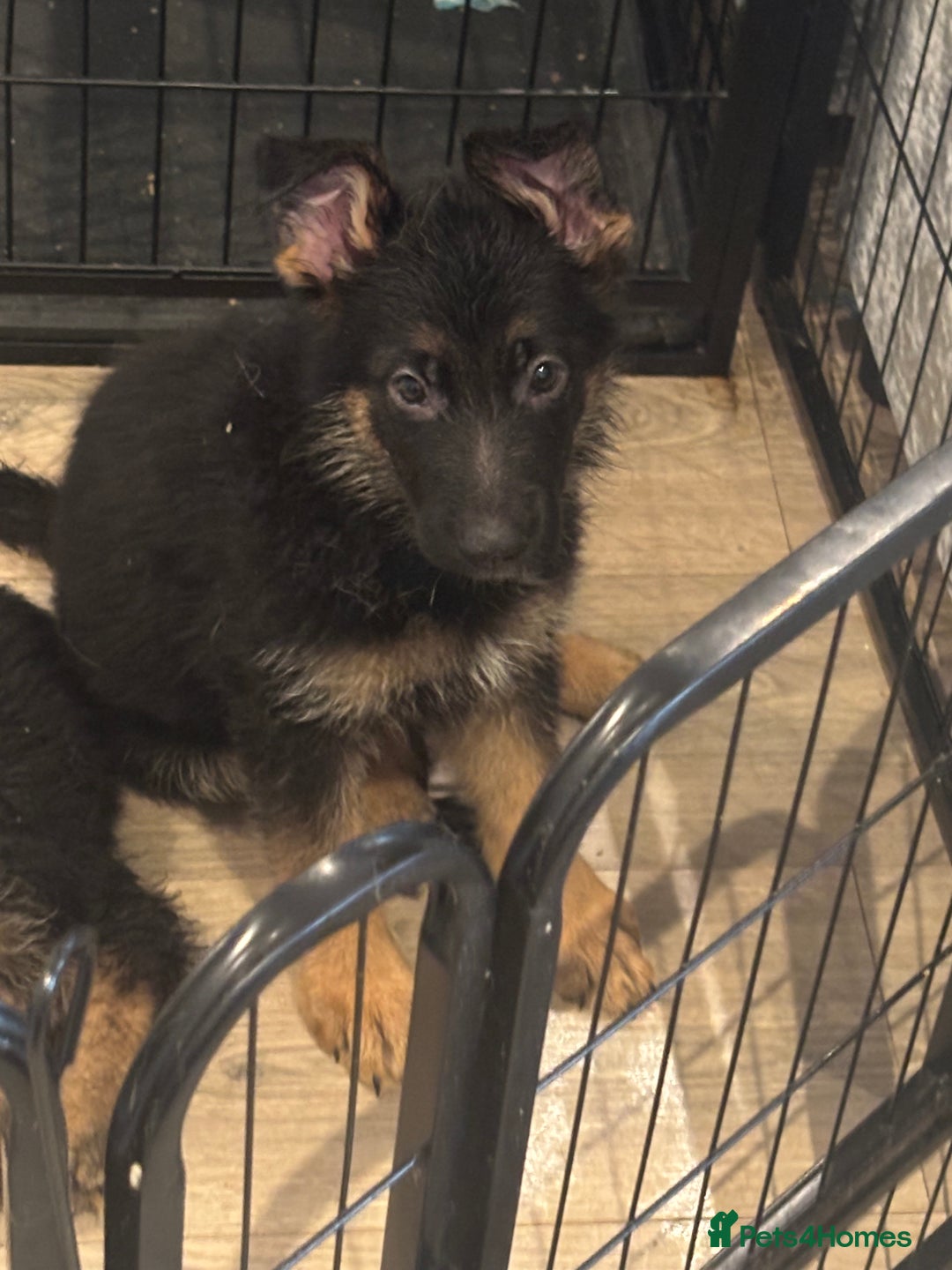 German Shepherd dogs for sale: *NOW REDUCED* German Shepherd Puppies in Grimsby - Image 22