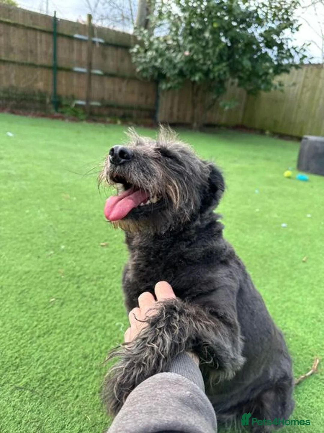 Mixed Breed dogs for adoption: Senior boy Moflea has never had a home in Waltham Abbey - Advert 7