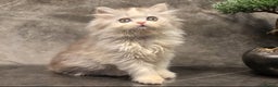 Scottish Fold cats for sale: Four wonderful Scottish Fold/straight kittens - Advert 11