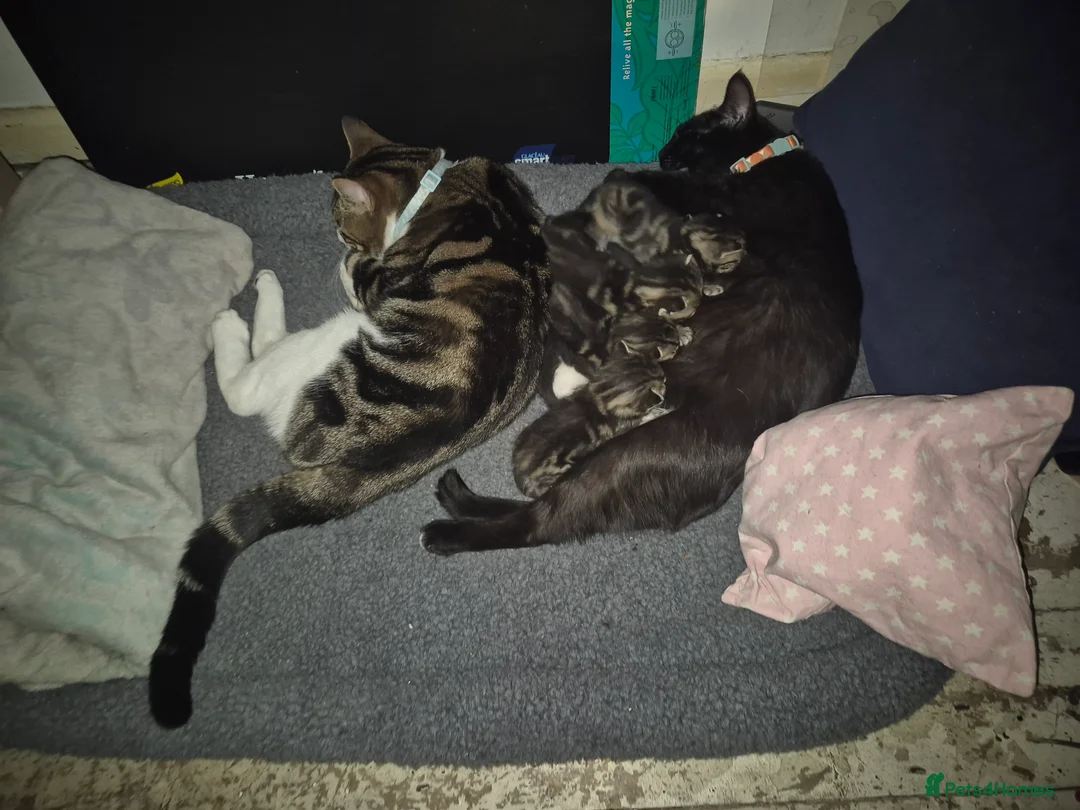 Mixed Breed cats for sale: 3 kittens  - Advert 2