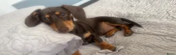 Miniature Dachshund dogs for sale: 2 beautiful miniature dachshunds  - Advert 3