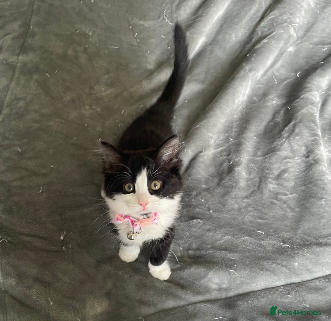 Mixed Breed cats for sale: Luna 3 months old  - Image 3