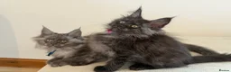 Maine Coon cats for sale: TICCA Registered Mainecoon Kittens  - Advert 3