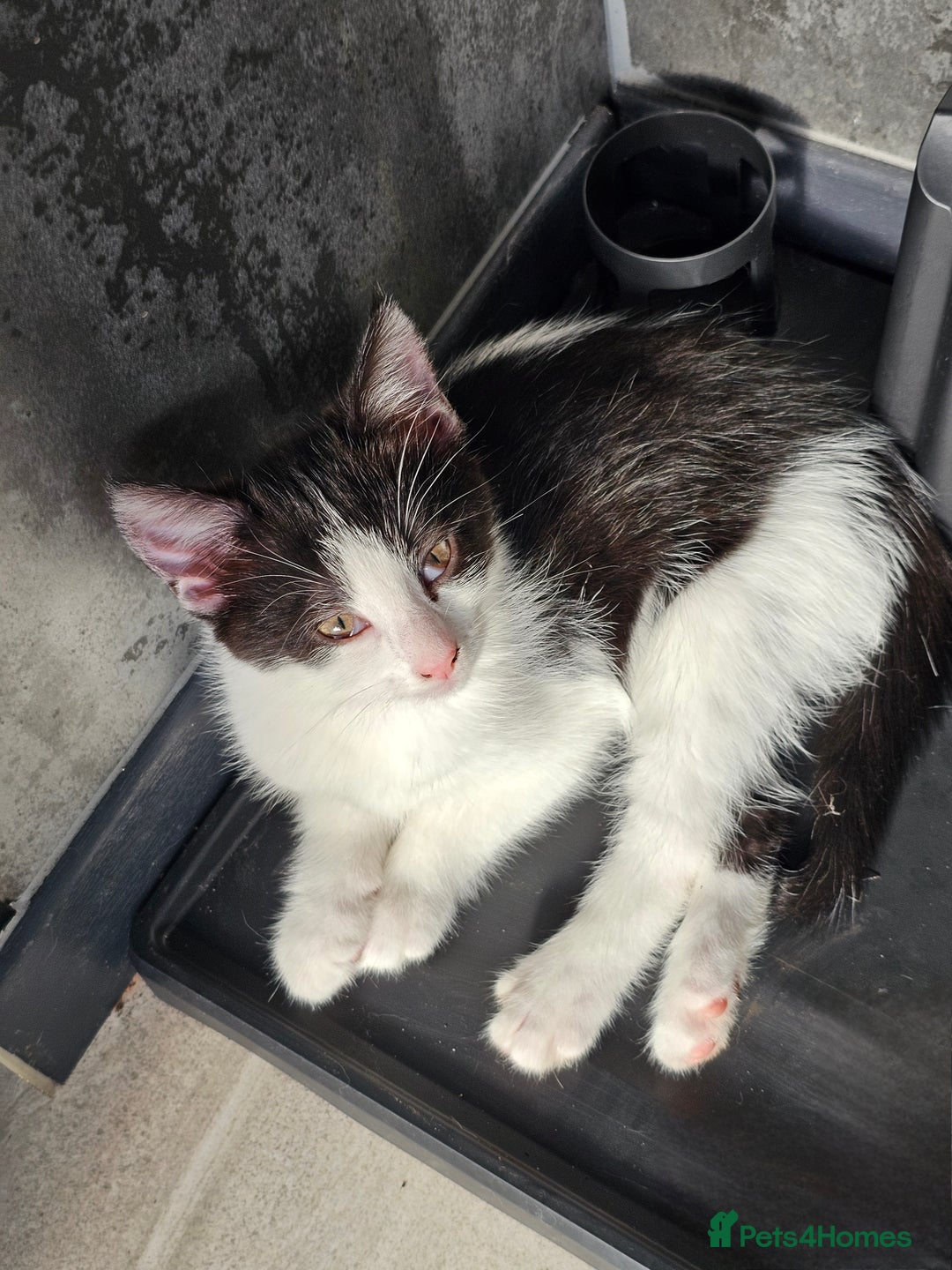 Mixed Breed cats for sale: 3 Beautiful kittens looking for home - Image 9