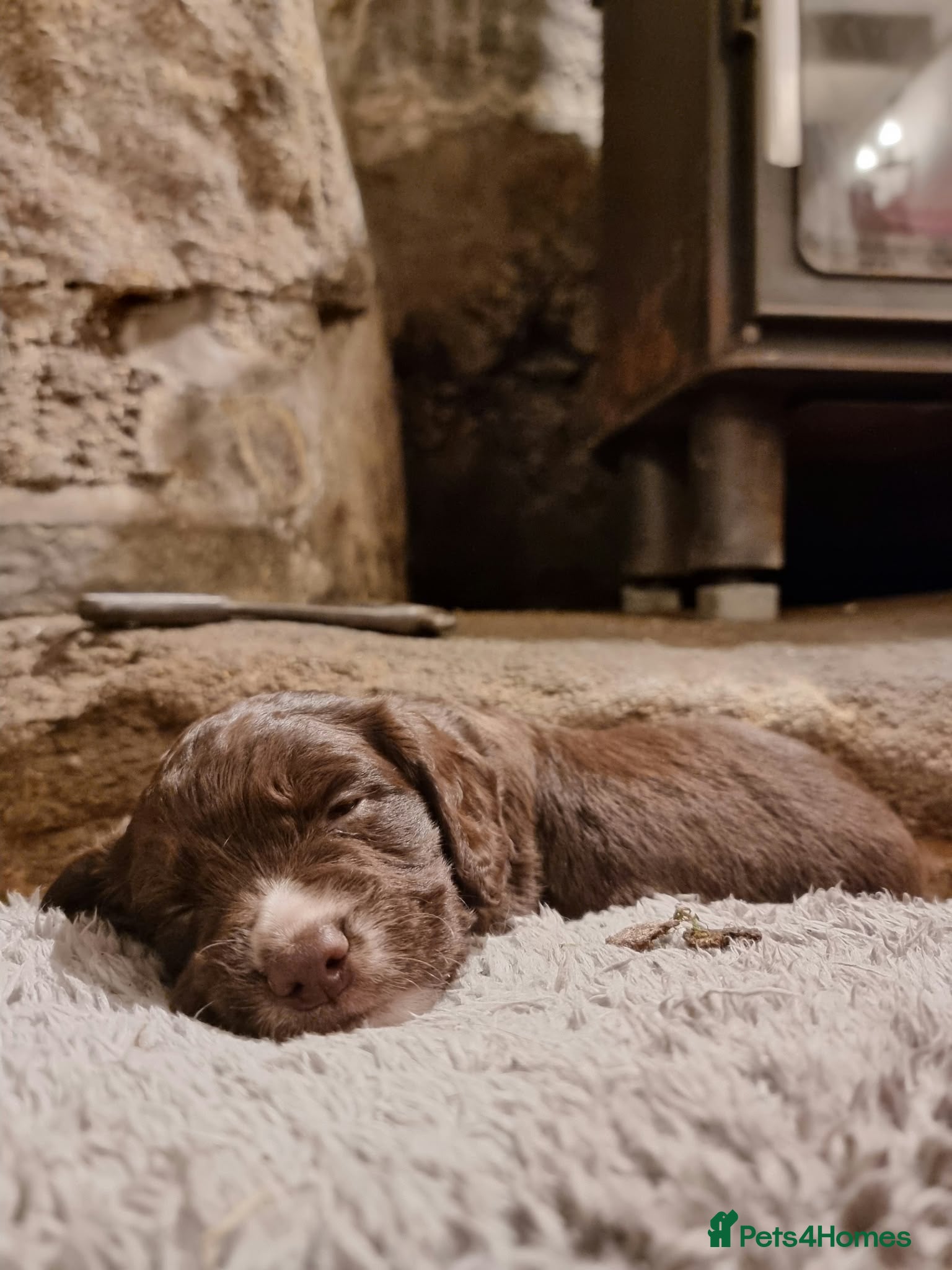 Cocker Spaniel dogs for sale: Beautiful pedigree Cocker Spaniel puppies.  - Advert 2