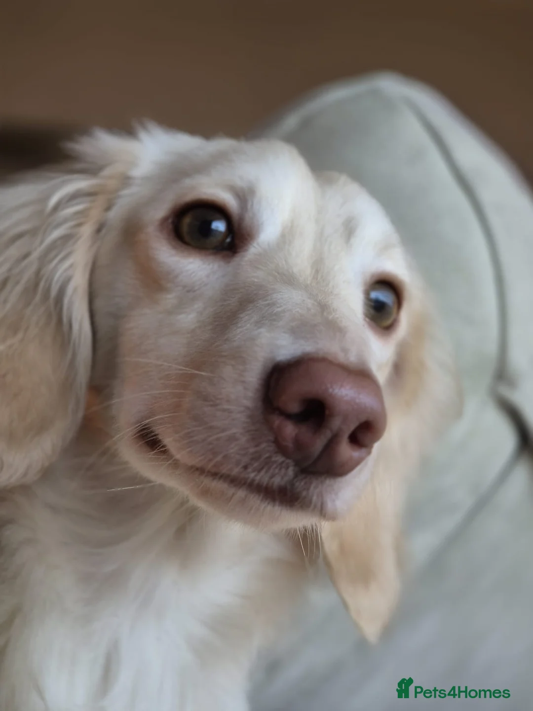 Miniature Dachshund dogs for stud: English cream miniature dachshund stud in Leyland - Advert 2