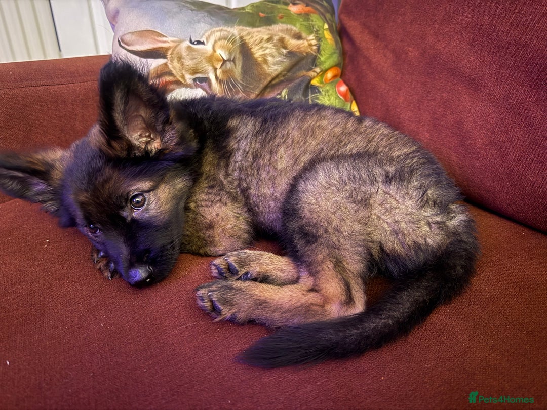 German Shepherd dogs for sale: German Shepherd Puppy - Advert 1
