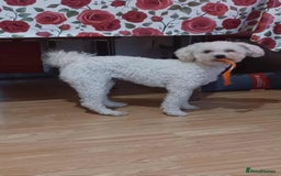 Bichon Frise dogs for sale: Bichon Frise For sale  - Advert 2