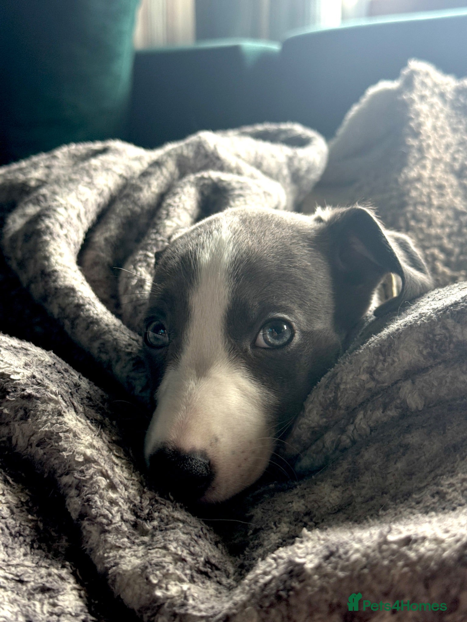 Whippet dogs LAST GIRL!  Health checked  UNIQUE WHIPPETS  - Advert 1