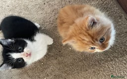 Mixed Breed cats for sale: 4 beautiful boy kittens  - Image 4