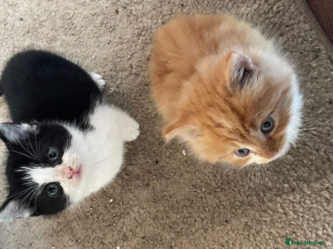 Mixed Breed cats for sale: 4 beautiful boy kittens  - Image 4
