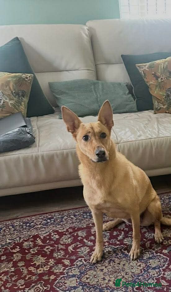 Mixed Breed dogs Ella stunning lady  - Advert 18