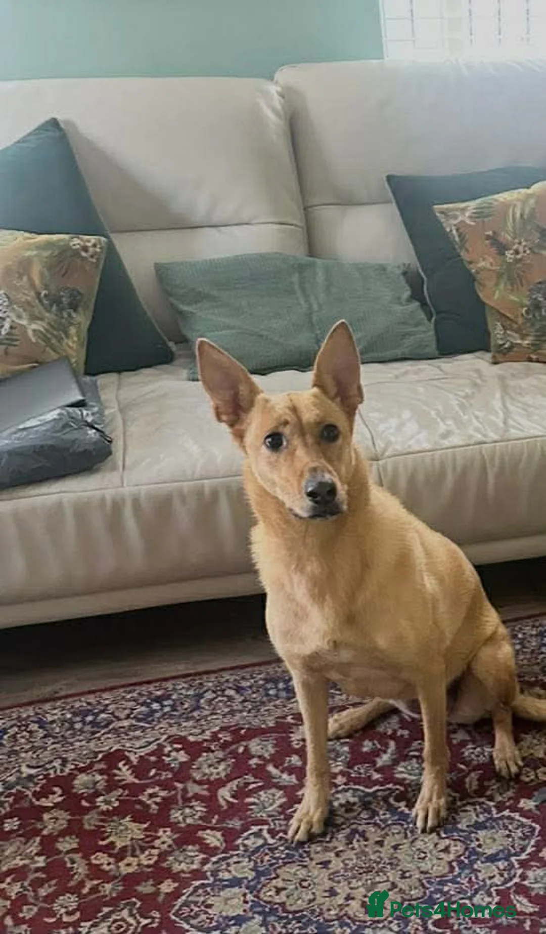 Mixed Breed dogs for adoption: Ella stunning lady  in Bedford - Advert 9