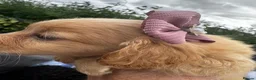 Cockapoo dogs for sale: Stunning Cockapoo puppies  - Advert 10