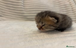 British Shorthair cats for sale: British shorthair kittens - Image 11