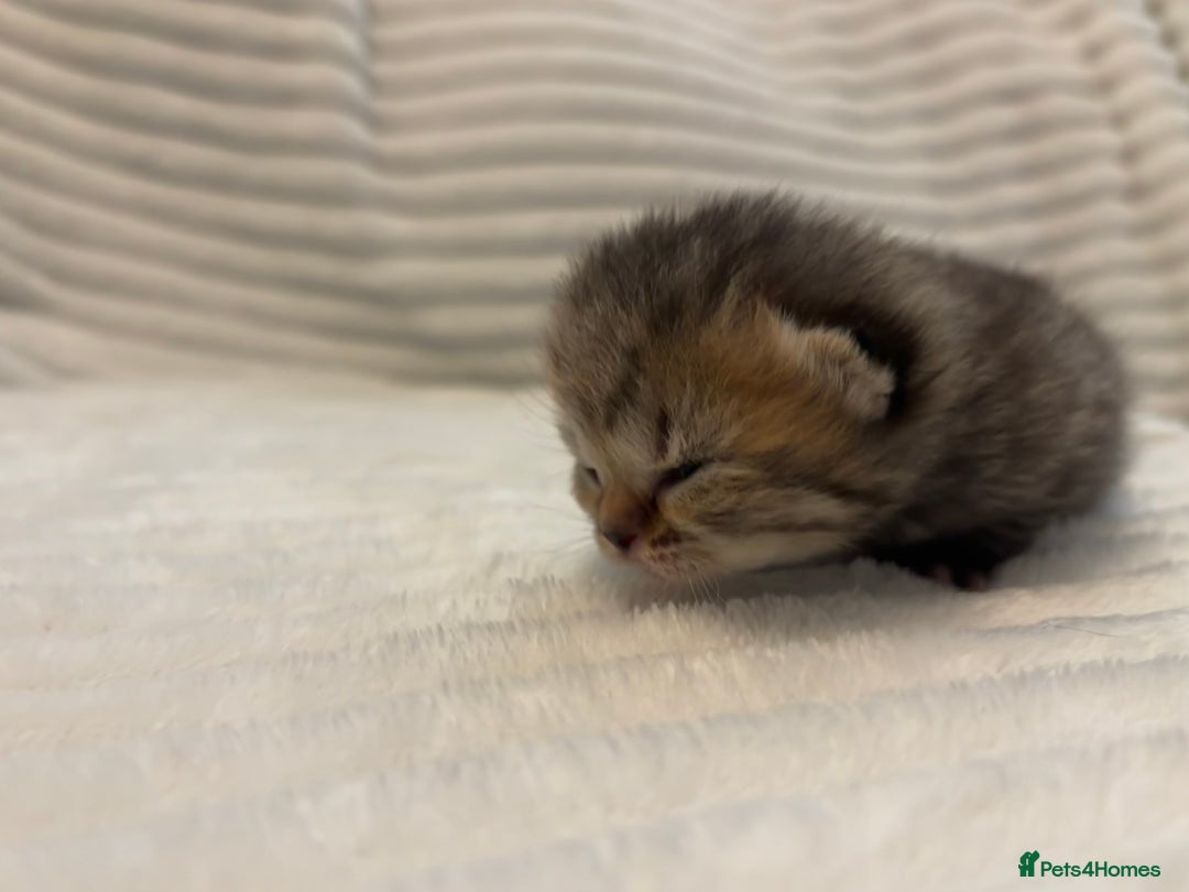 British Shorthair cats for sale: British shorthair kittens - Image 11