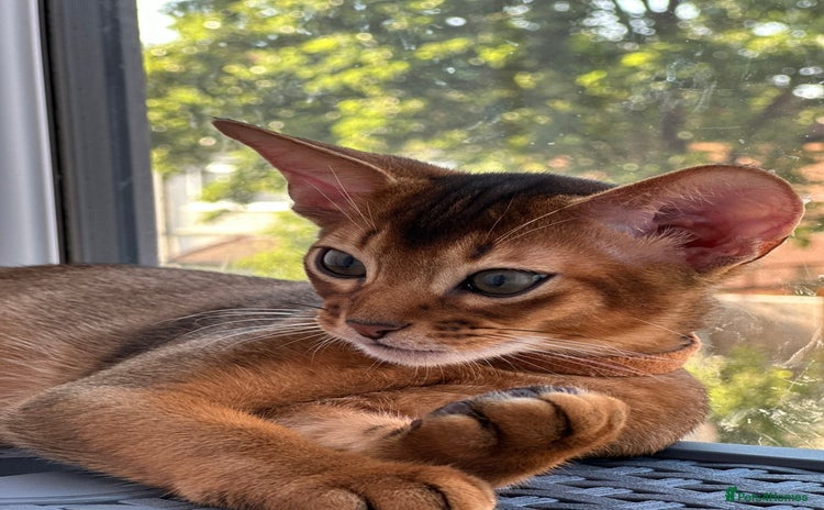 Abyssinian cats - Advert 3